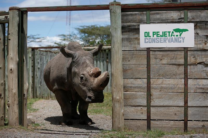 El ultimo rinoceronte blanco busca pareja en Tinder para salvar la especie