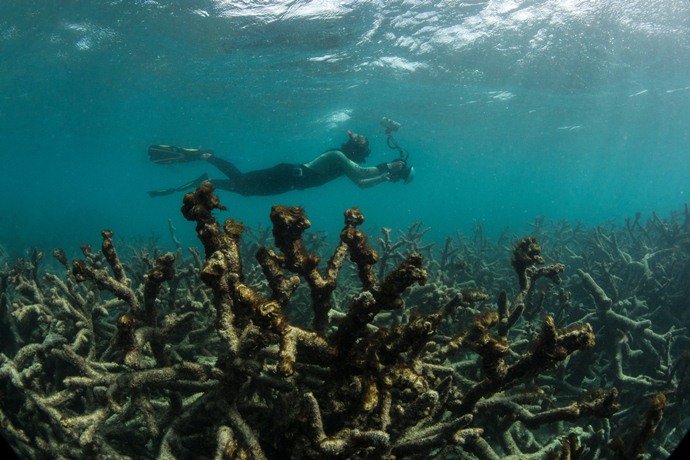 Científicos advierten que no es posible salvar la Gran Barrera de Coral con los esfuerzos actuales