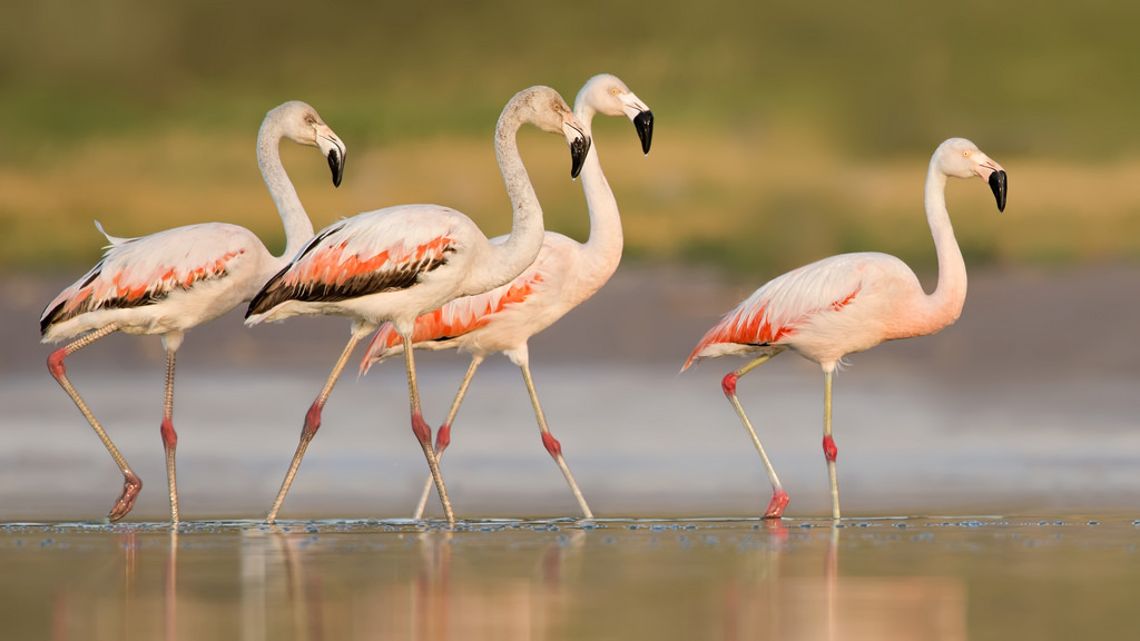 Flamencos chilenos llegan a la Reserva El Yali luego de las últimas lluvias