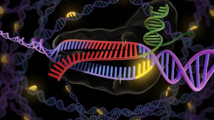 La técnica CRISPR de edición genética puede provocar cientos de mutaciones inesperadas