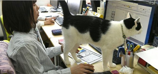 Gatos en la oficina: El método japonés para combatir el estrés en el trabajo