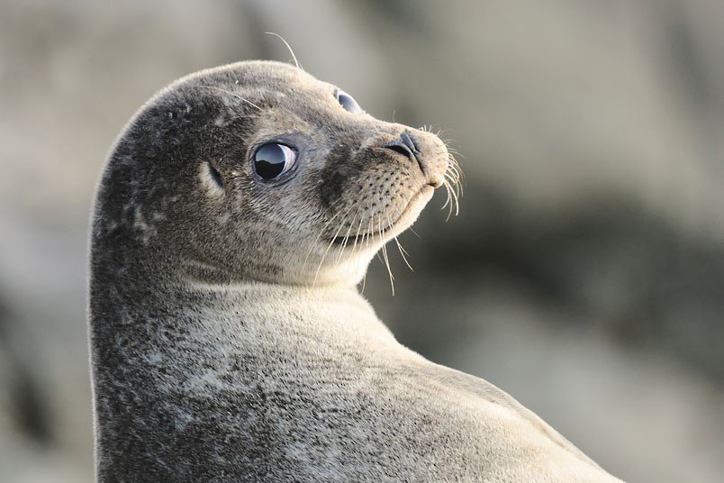 En Rusia rescatan una foca que se arrastró 5 km por el hielo
