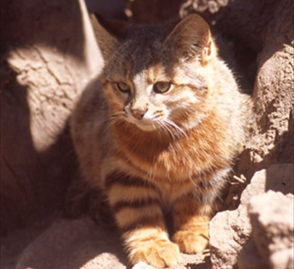 Histórico hallazgo de ‘gato colocolo’ a 20 años de no ser visto en la región del Maule