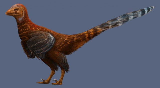 China: Descubren dinosaurio parecido a un pájaro y con plumas modernas