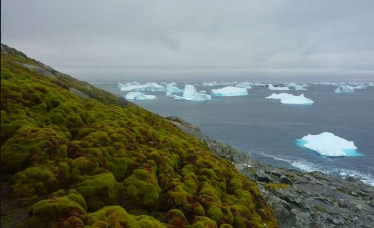 La Antártida reverdece a medida que las temperaturas aumentan