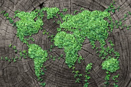 Un quinto de las plantas del mundo está en peligro de extinción
