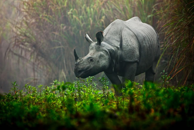 Los 60 rinocerontes de Java que quedan están amenazados por los desastres naturales