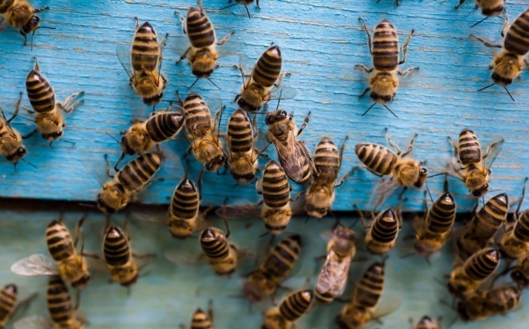 Masiva muerte de abejas moviliza a los apicultores: Este miércoles marcharán hasta el Congreso