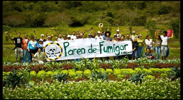 Argentina: el 60% de las frutas y verduras del Mercado Central tiene restos de agroquímicos