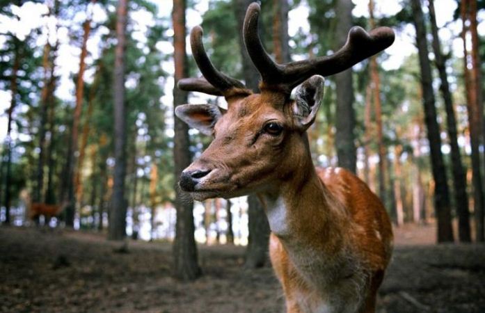 Cámaras trampa captan a ciervos masticando restos humanos