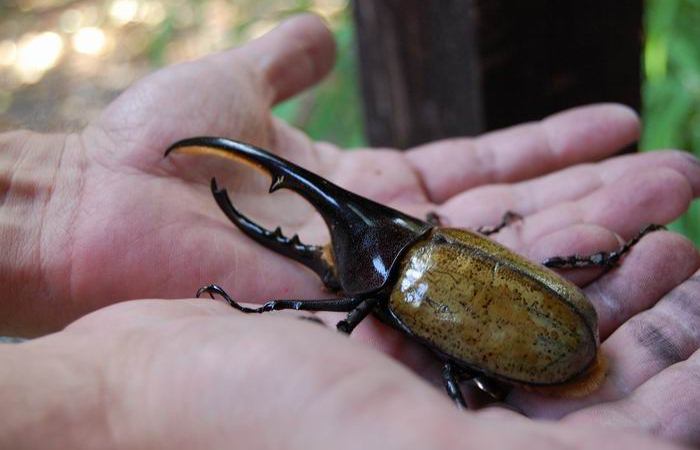 Mira la impresionante metamorfosis de un escarabajo hércules (VIDEO)
