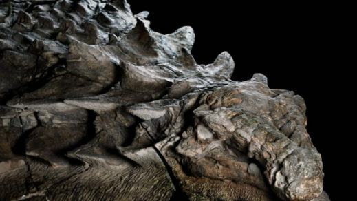 Encuentran fósil de dinosaurio de 110 millones de años preservado como escultura, único en su tipo