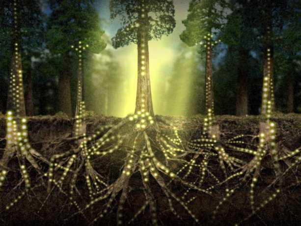 De la fantasía a la ciencia: Así son las redes de comunicación entre las especies de un bosque