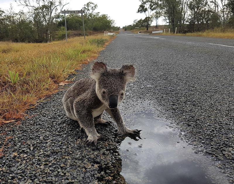 El koala puede desaparecer de algunos parajes del este de Australia