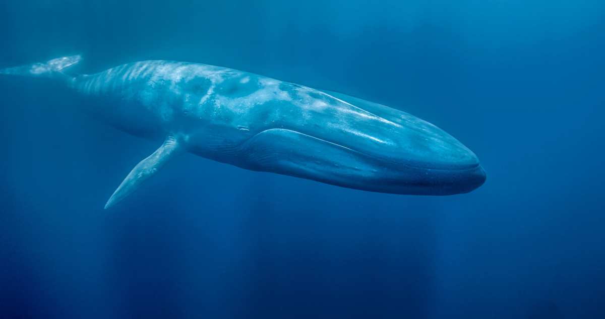 Científicos descubrieron por qué las ballenas crecieron tan rápido