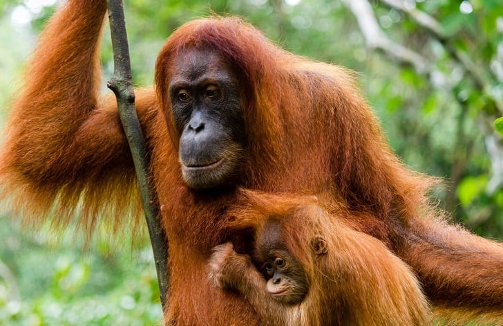 Madres orangutanes pueden amamantar a sus crías hasta los nueve años