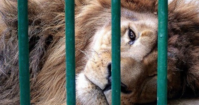 España: Circo dona sus animales y promete no reemplazarlos