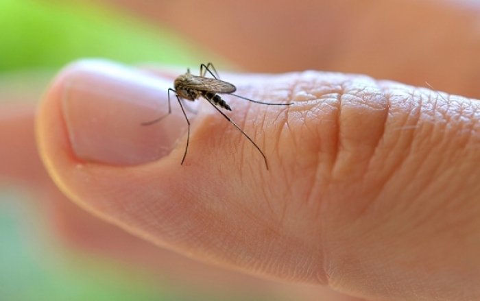 La epidemia de Zika comenzó en el continente americano mucho antes de ser detectada