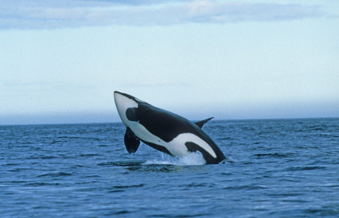 Orca varada en Escocia tenía los peores niveles de químicos tóxicos jamás vistos