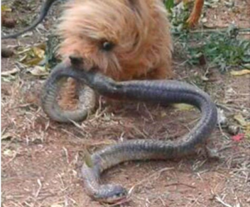 Perro héroe defendió a su dueña de una serpiente venenosa. La historia tiene un triste final
