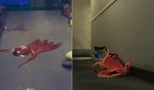 Pulpo escapa de su estanque igual que Hank de “Buscando a Dory”
