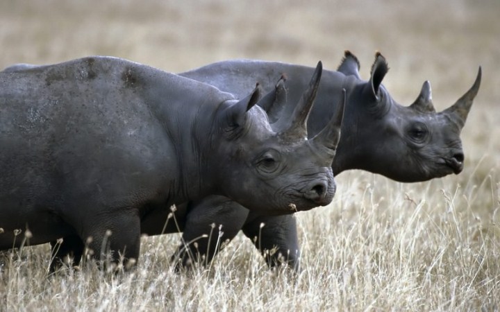 Anuncian la reintroducción de 20 rinocerontes negros en Ruanda