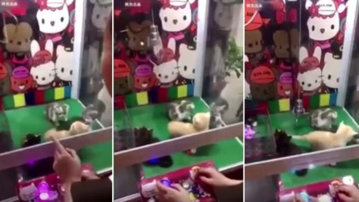 ¡Indignante! Chinos meten gatitos vivos como premio en máquinas de peluches