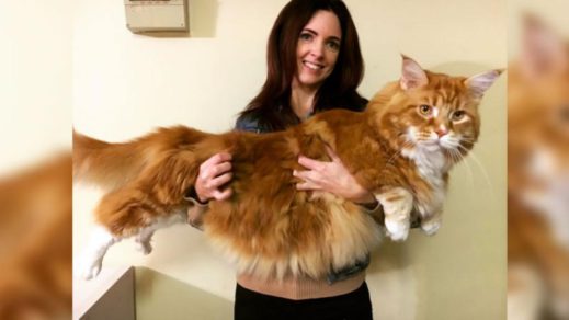 El gato más grande del mundo vive en Australia