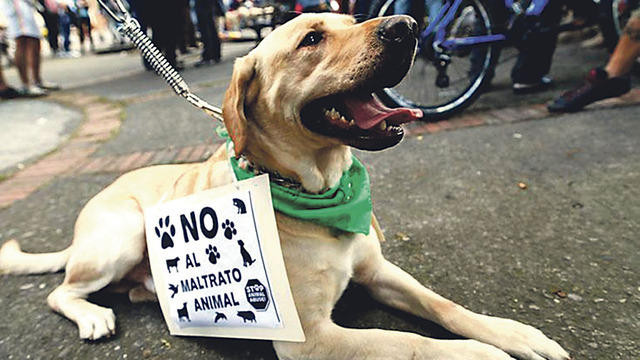 Costa Rica estrena ley contra el maltrato animal: establece cárcel para agresores