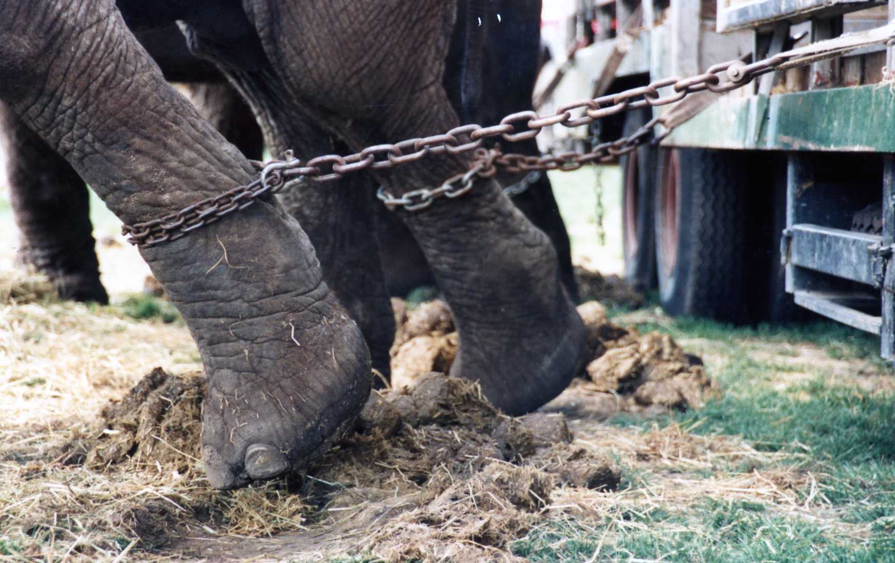 Rumania prohibe presentaciones de animales salvajes en circos