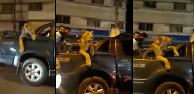 (Video) Arrestan a un hombre en Pakistán por llevar a león en su vehículo