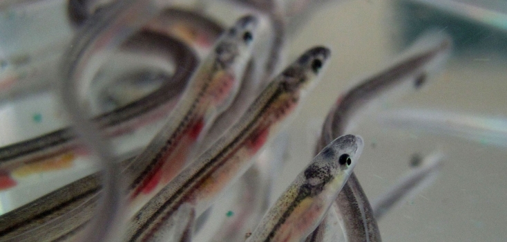 Las anguilas bebé también viajan siguiendo las líneas magnéticas