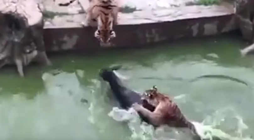 IMÁGENES FUERTES: El personal de un zoológico en China da a comer un burro vivo a dos tigres