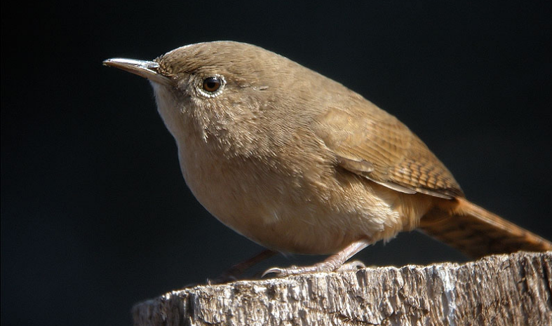 Festival de Aves de Valparaíso busca sensibilizar sobre el cuidado del entorno natural