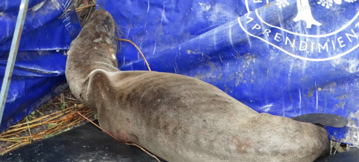 Rescatan a lobo marino brutalmente atacado con 70 perdigones en Tomé