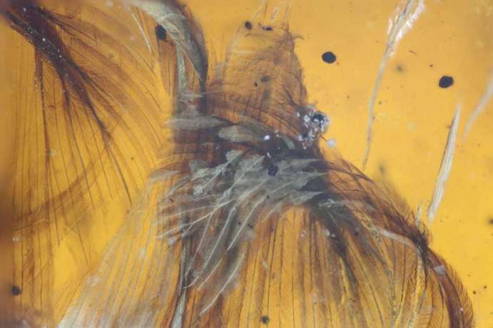 Un ave del Cretácico ha pasado 100 millones de años en este trozo de ámbar