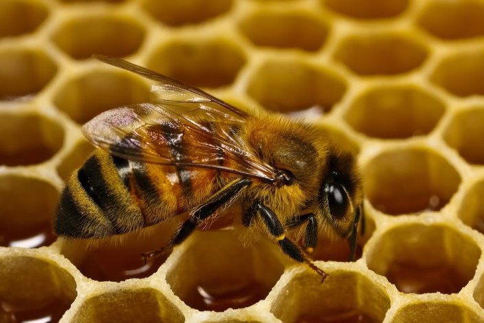 Nuevo estudio confirma serio daño a las colonias de abejas expuestas a niveles reales de un pesticida