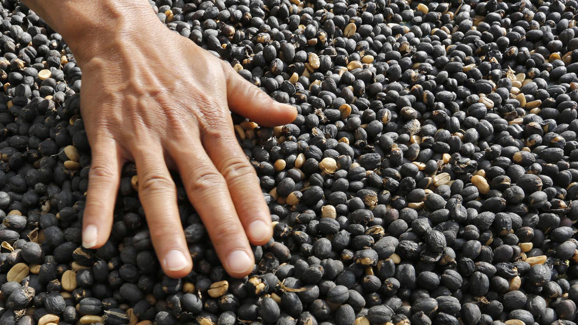 El Ciudadano Excéntrico El animal que defeca los granos