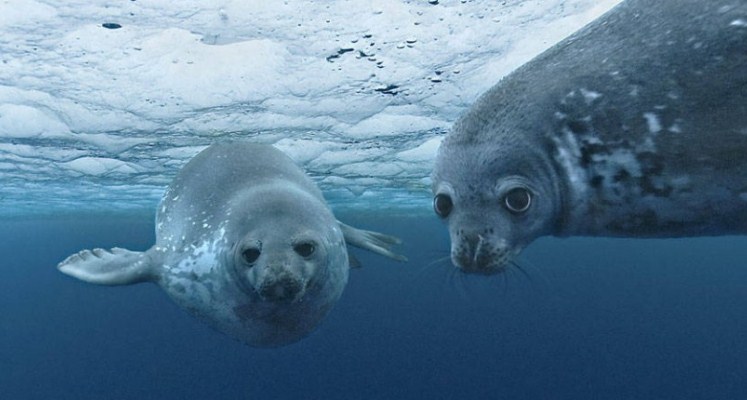 El calentamiento global está cambiando la cara de los hábitats antárticos
