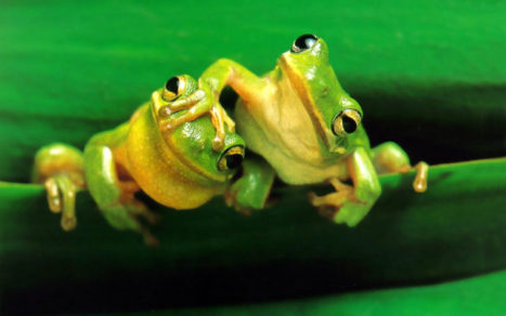 El origen de las ranas se debe al asteroide que extinguió a los dinosaurios
