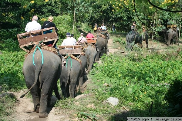 Denuncian las insalubres condiciones para elefantes en atracciones turísticas