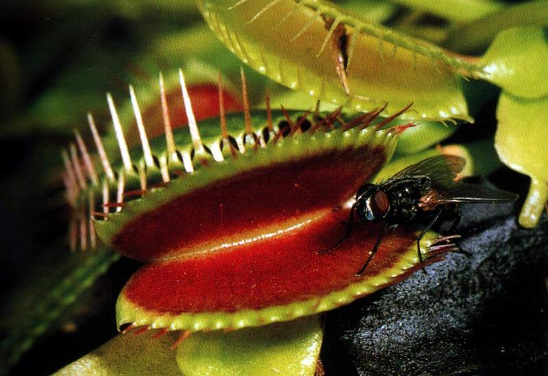 Algunas plantas pueden convertir a insectos herbívoros en caníbales