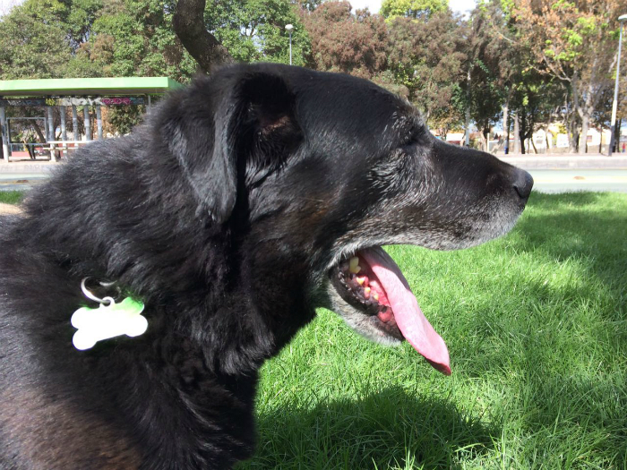 Los perros mueven la cola: Chile ya cuenta con una ley sobre Tenencia Responsable de Mascotas
