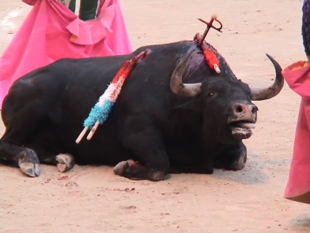 Baleares aprueba su ley de toros que prohíbe el maltrato y muerte del animal