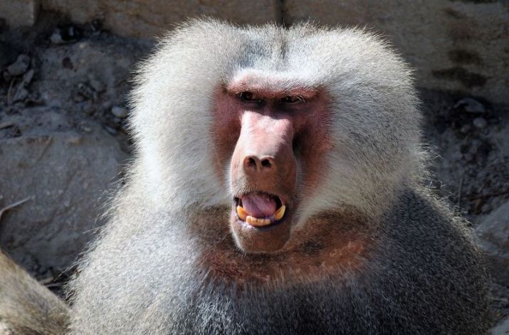Estudio de babuinos observa hostigamiento sexual de machos a hembras
