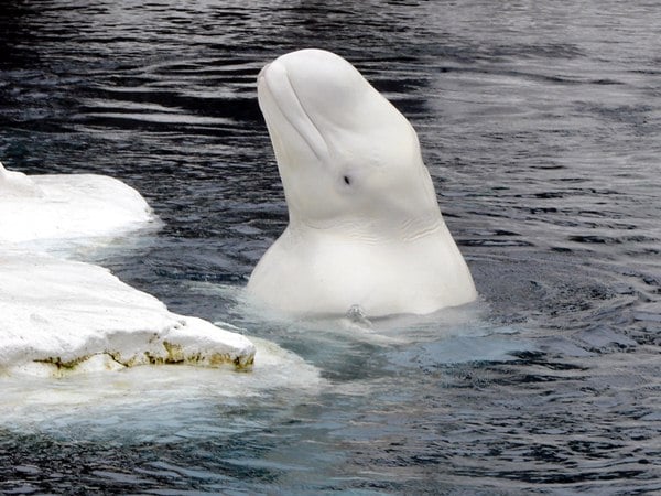 Estudio chileno evidencia capacidad de las belugas de imitarse entre ellas