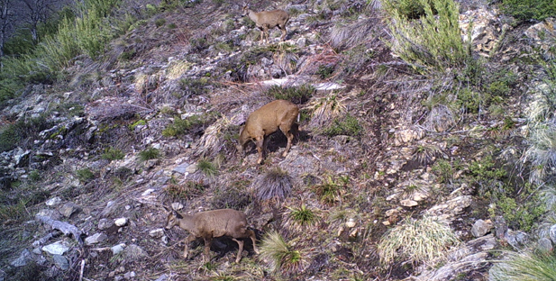 Detectan nueva familia de huemules en Reserva Nacional Ñuble