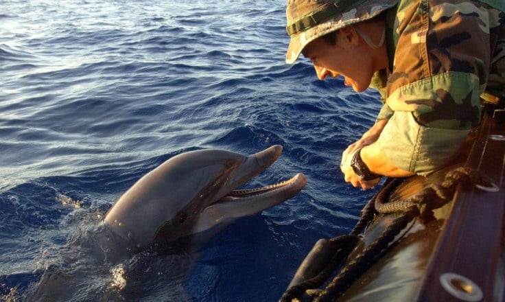 Un equipo de delfines entrenados irá al rescate de la vaquita marina