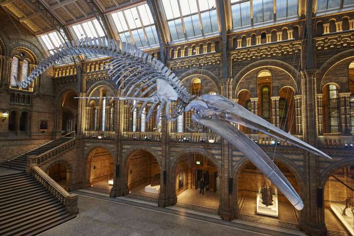 Una nueva atracción adorna el principal vestíbulo del Museo de Historia Natural de Londres