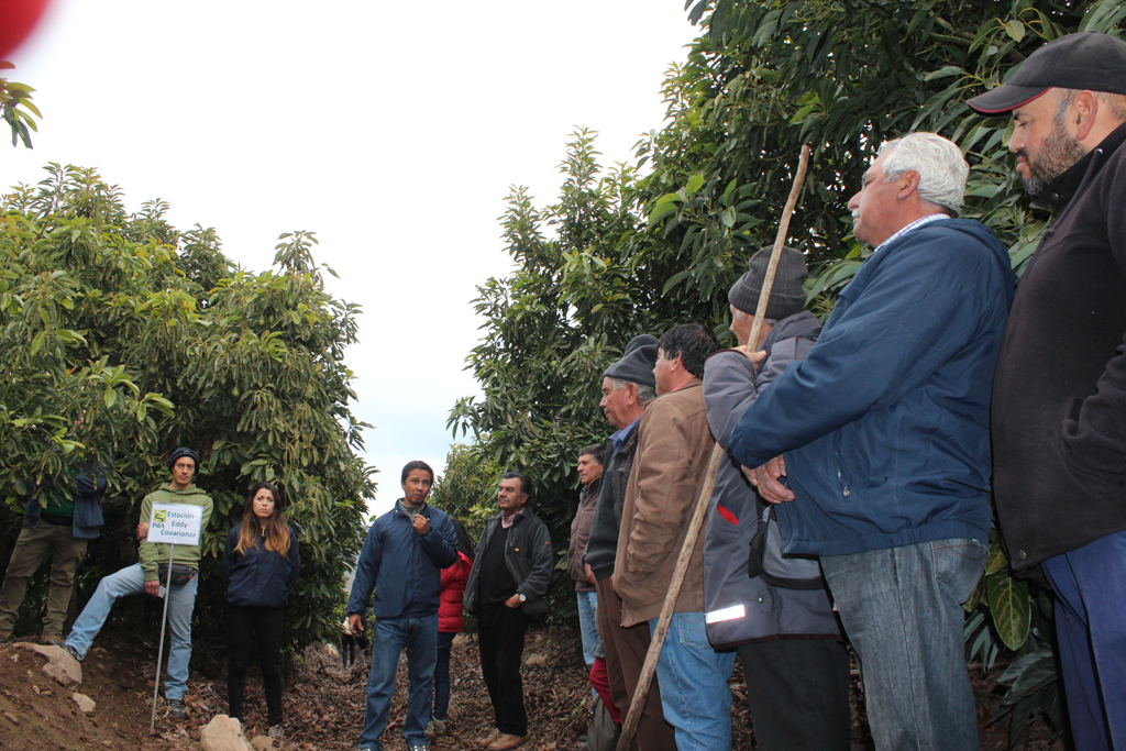 Tecnologías podrían disminuir significativamente el consumo de agua en plantaciones de paltos